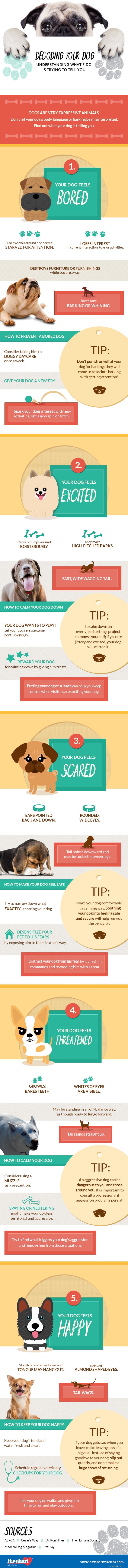 Wekelijkse samenvatting – onze favoriete hondenverhalen van de week