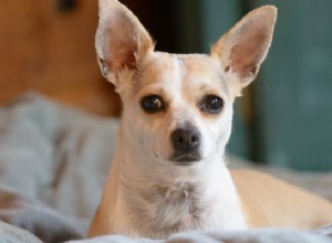 すべてのペットショップの子犬には母親がいます 