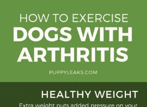Jak cvičit psa s artritidou