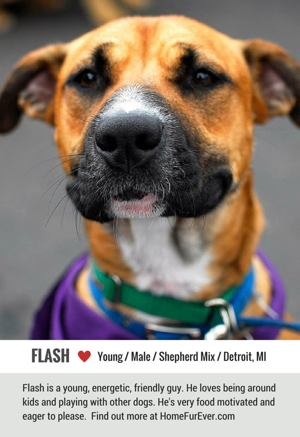 Adopter Flash the Friendly Young Shepherd Mix – Adopté