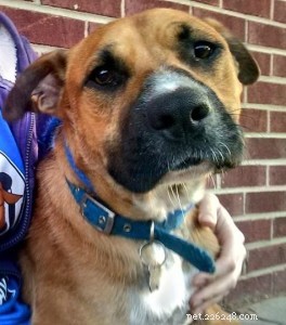 Adopteer Flash the Friendly Young Shepherd Mix – Adopted