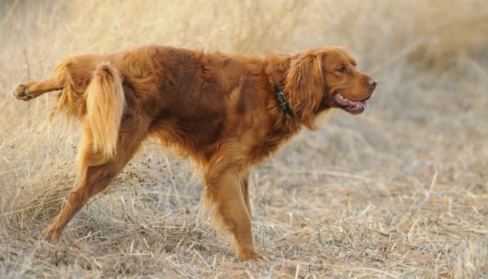 Waarom krijgen vrouwelijke honden de schuld van dood gras?
