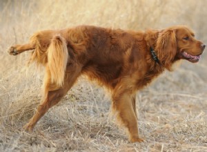 Proč jsou psí samice obviňovány z mrtvé trávy?