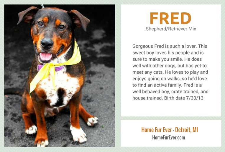 Sweet Fred heeft een tweede kans nodig – Detroit, MI – geadopteerd!