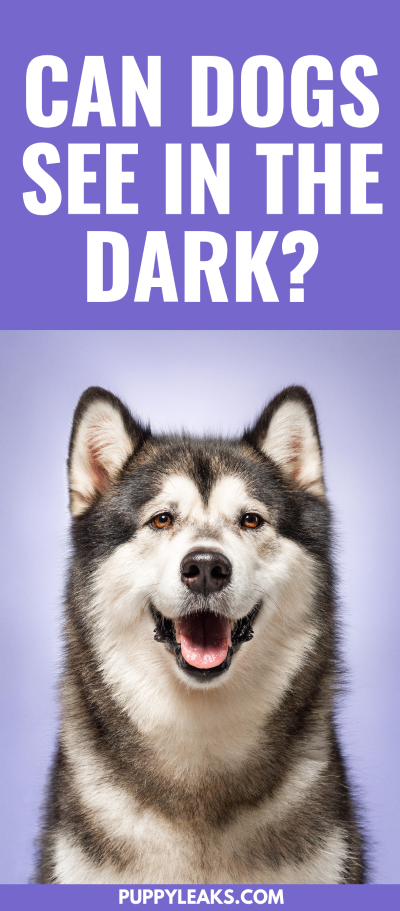 I cani hanno una buona visione notturna?