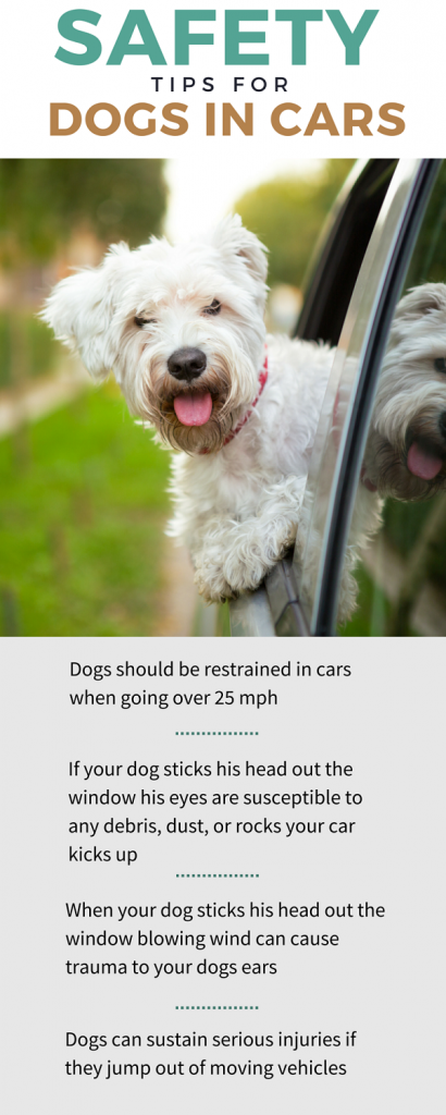 개가 자동차 창문 밖으로 머리를 내미는 이유는 무엇입니까?