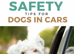 Proč psi vystrkují hlavu z oken auta?