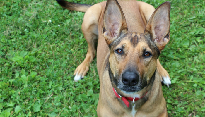 Roundup 21 – Articoli, offerte e video sui cani preferiti