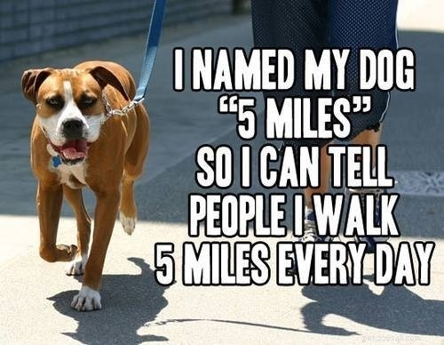 5 způsobů, jak se motivovat na procházku se psem