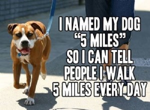 犬の散歩のためにあなた自身をやる気にさせる5つの方法 