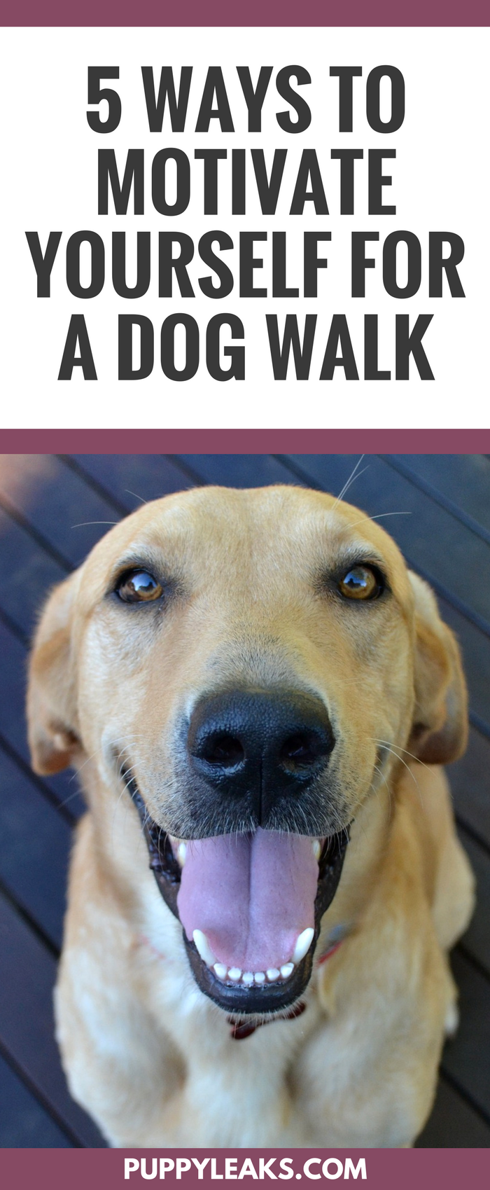 犬の散歩のためにあなた自身をやる気にさせる5つの方法 