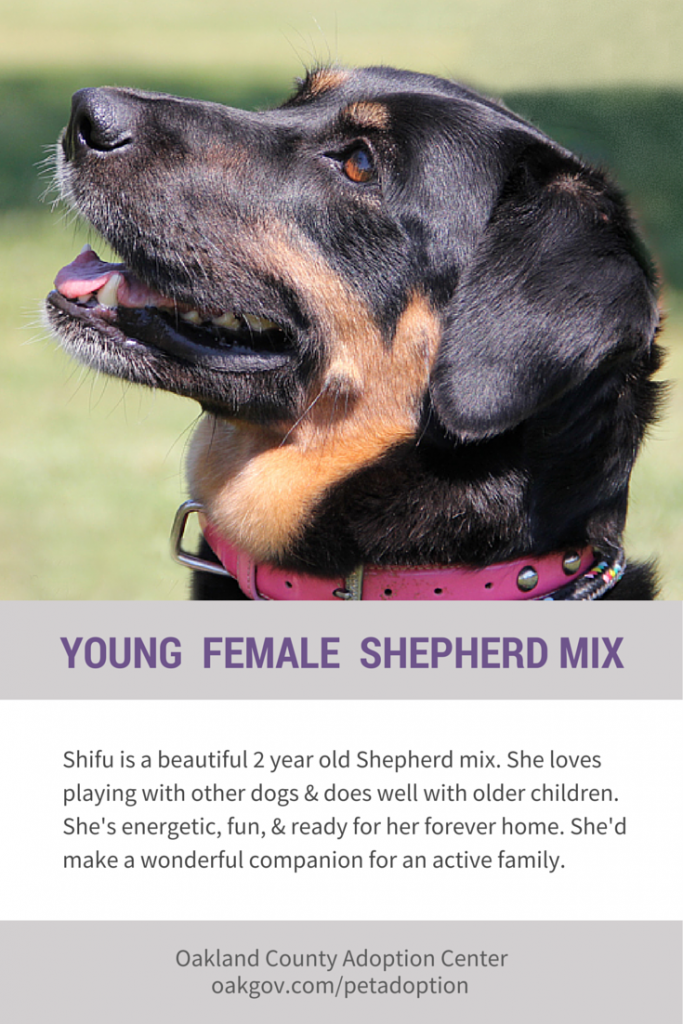 Adopteer Shifu the Beautiful Young Shepherd Mix – Adopted!