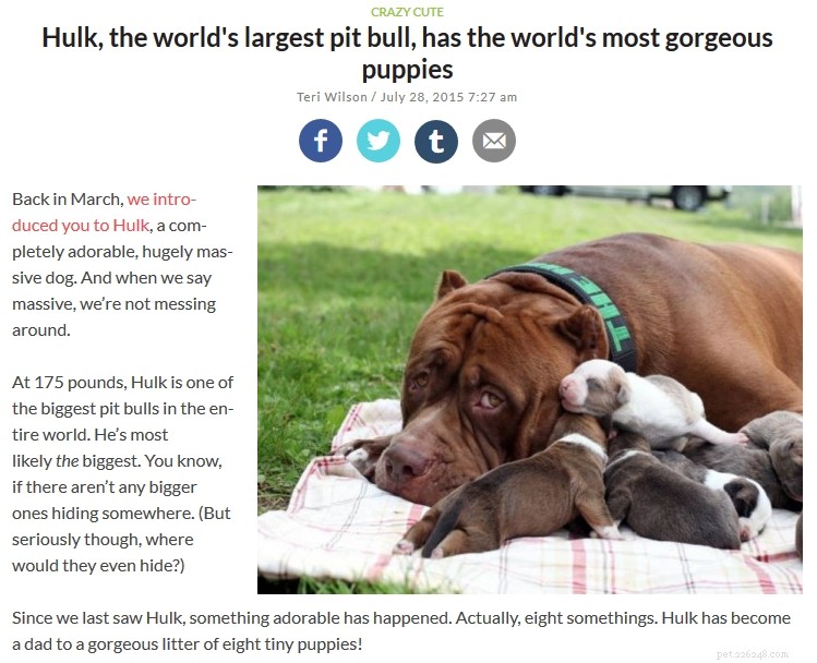 Varför firar vi extrem hunduppfödning?