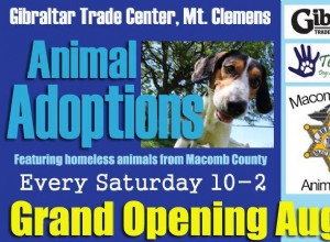 Michiganský trh, kde se každou sobotu konají adopce zvířat