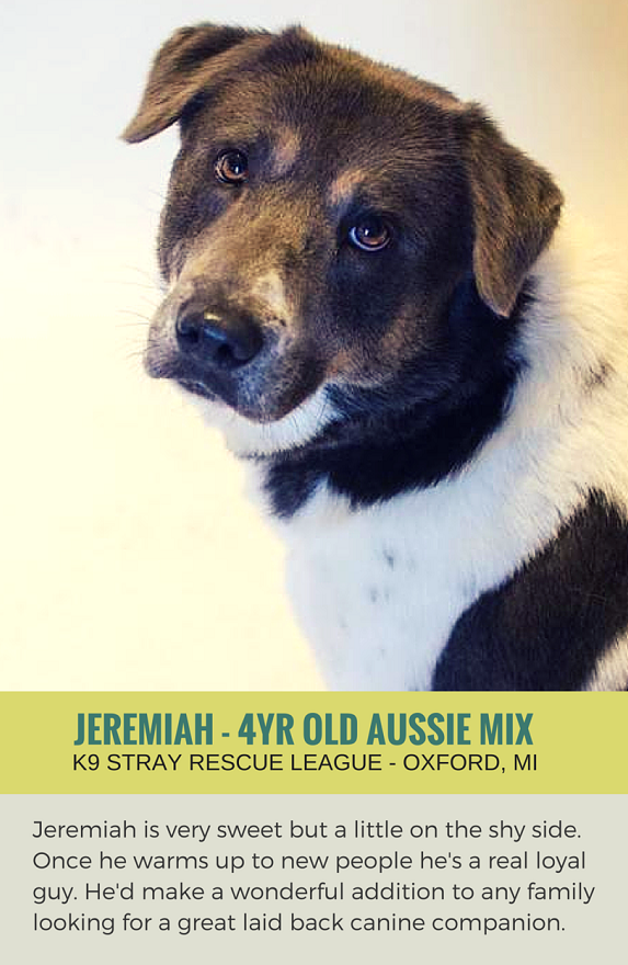 Sweet Jeremiah só precisa de uma segunda chance – adotado!