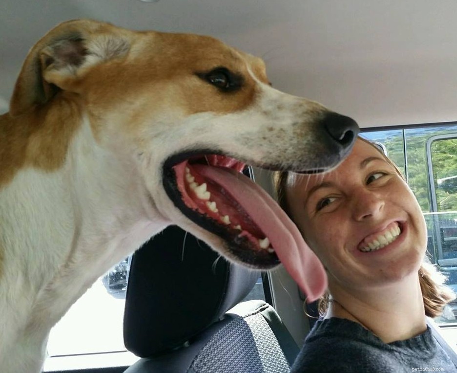 17 cães super fofos sorrindo após serem adotados
