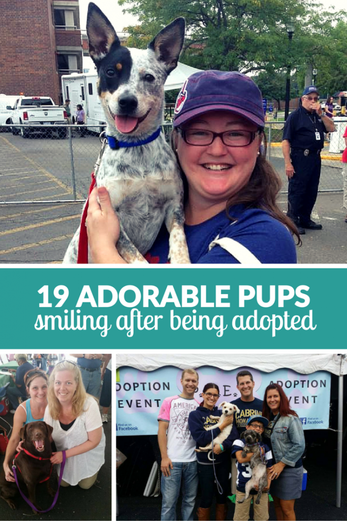 17 super roztomilých psů, kteří se po adopci usmívají