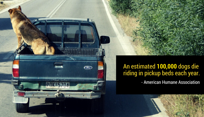 Per favore, non guidare con il tuo cane nel retro del tuo camion