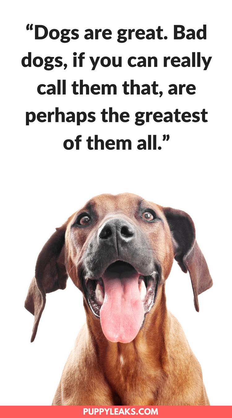100 nejlepších citátů inspirovaných psem