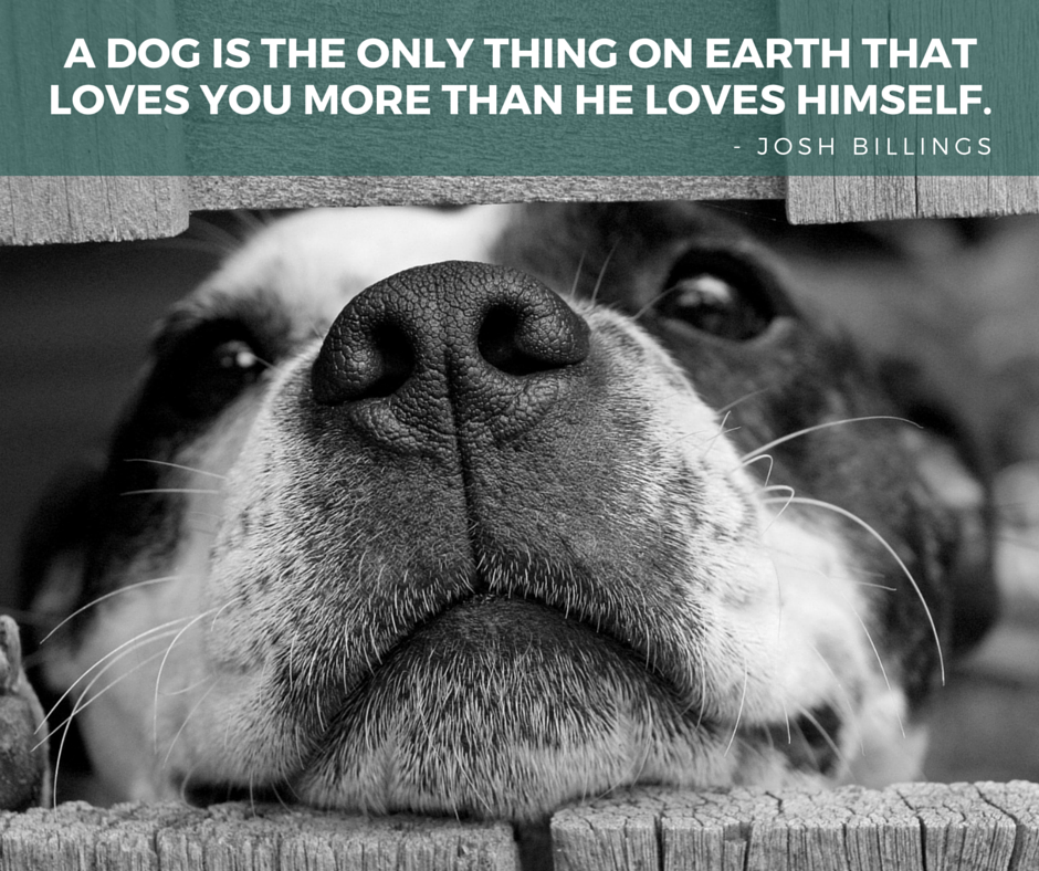 100 das melhores citações inspiradas em cães