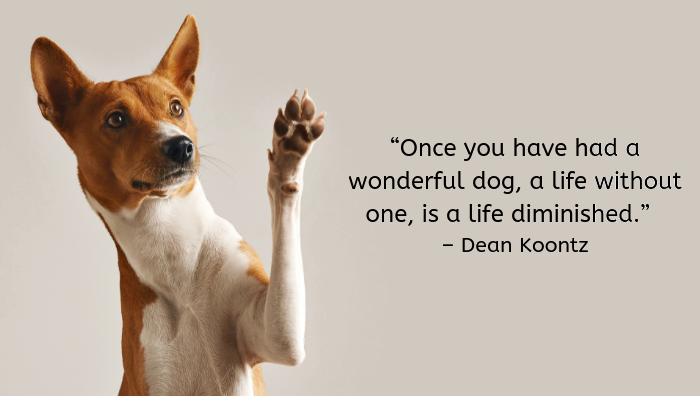 100 das melhores citações inspiradas em cães