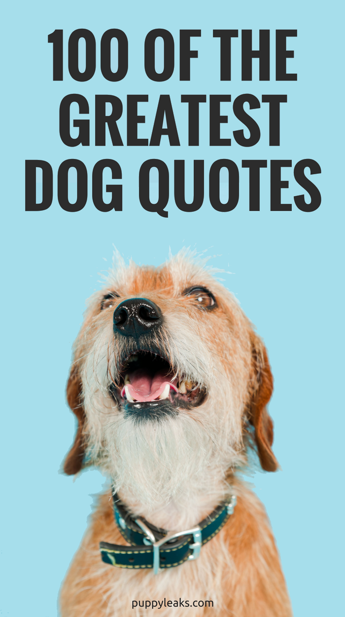 100 av de bästa hundinspirerade citaten