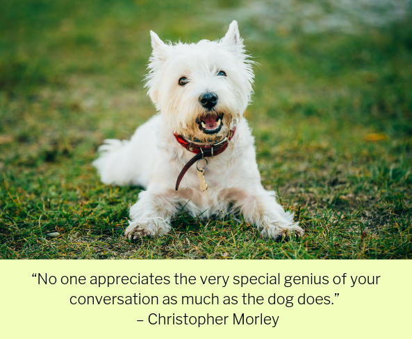 100 av de bästa hundinspirerade citaten