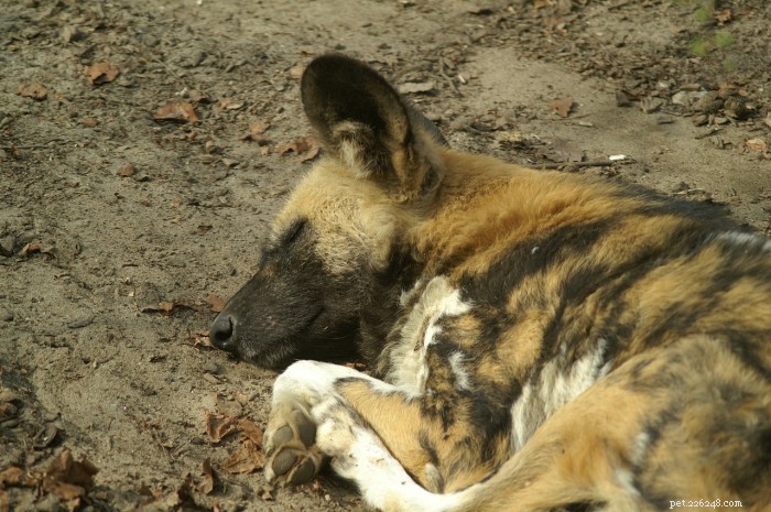 Cientistas estão salvando os cães selvagens da África… com urina