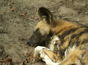 科学者たちはアフリカの野生の犬を救っています…尿で 