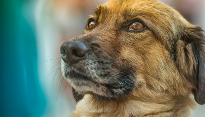 12 coisas legais que a ciência nos ensinou sobre cães este ano