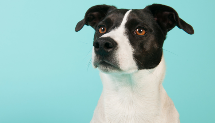 12 skvělých věcí, které nás letos věda naučila o psech