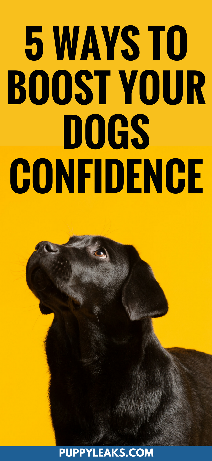 5 sätt att öka din hunds självförtroende