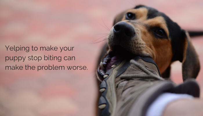 10 consigli per l addestramento del cane che sono stanco di sentire