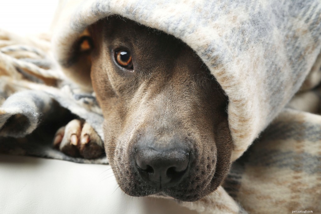 10 dicas de treinamento de cães que estou cansado de ouvir