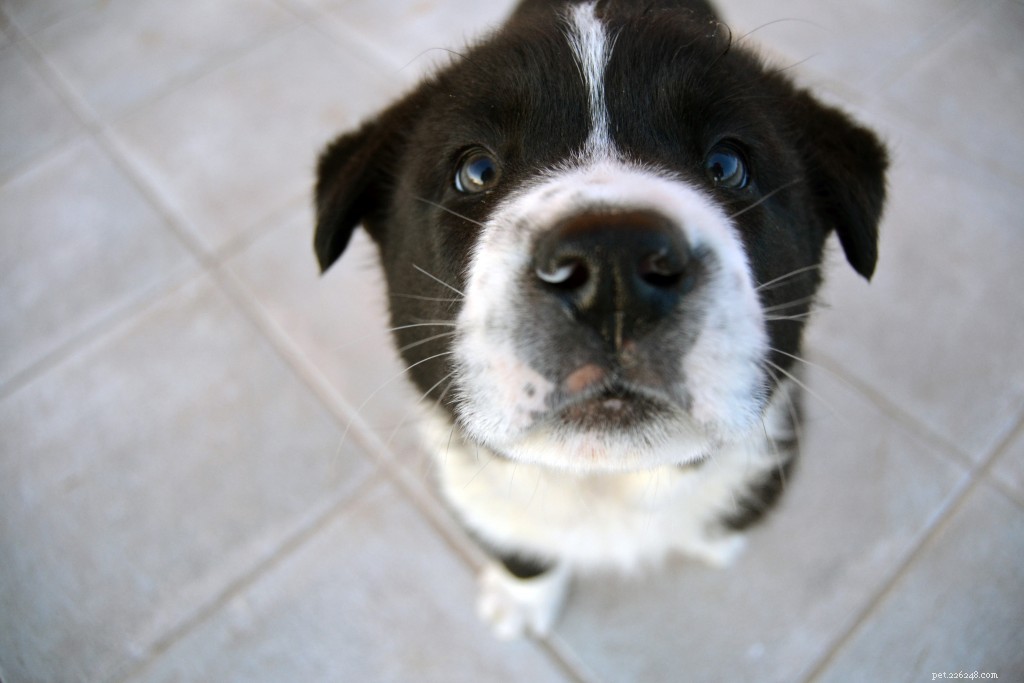 10 tipů na výcvik psů Už mě nebaví slyšet