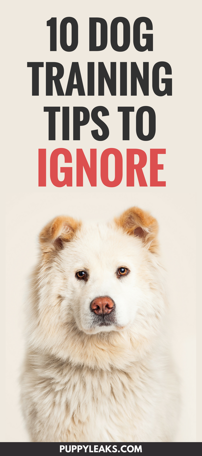 10 conseils de dressage de chiens que j en ai assez d entendre