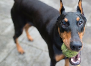 A importância de adicionar exercícios mentais à rotina de seus cães