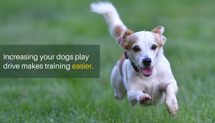 3 snadné způsoby, jak zvýšit zájem svých psů o hraní