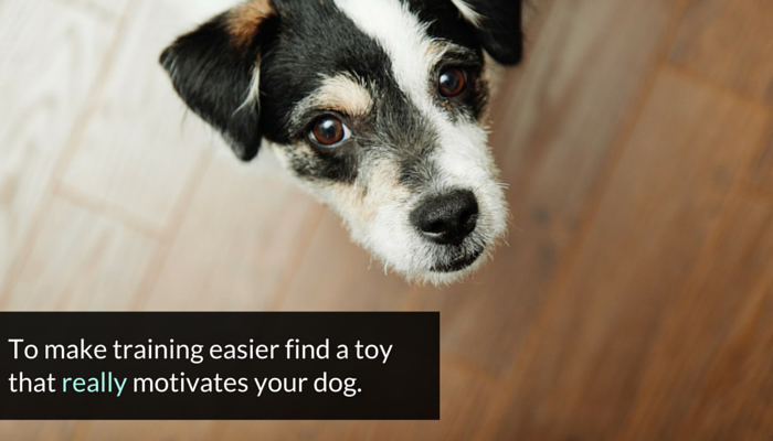 3 maneiras fáceis de aumentar a diversão dos cães