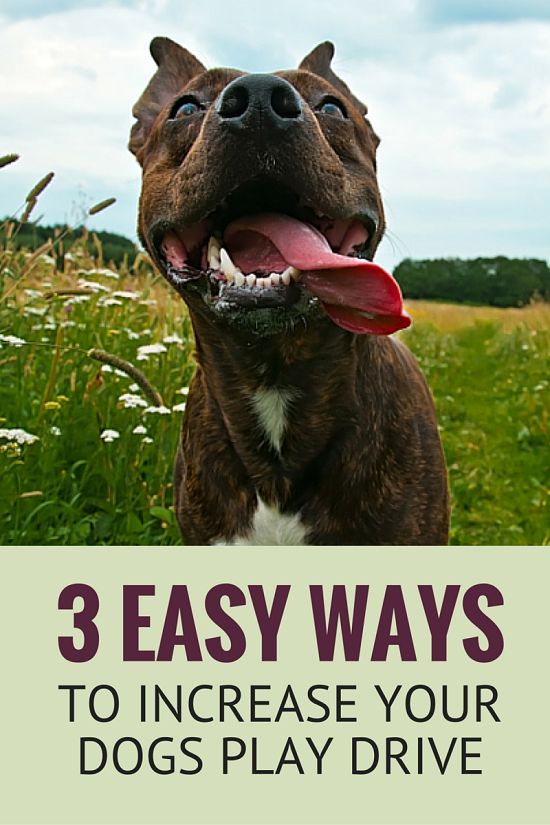강아지 플레이 드라이브를 늘리는 3가지 쉬운 방법