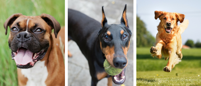 59 jednoduchých životních triků pro majitele psů