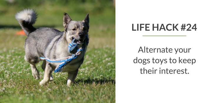 59 jednoduchých životních triků pro majitele psů