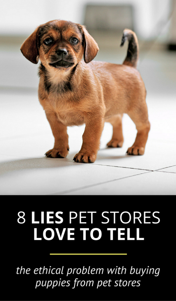 Non lasciarti ingannare:8 bugie dannose che i negozi di animali amano raccontare