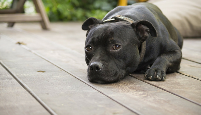Um segundo cão não é uma cura para a ansiedade de separação