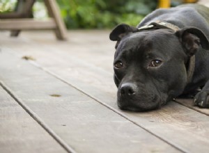 Вторая собака — не лекарство от тревоги разлуки