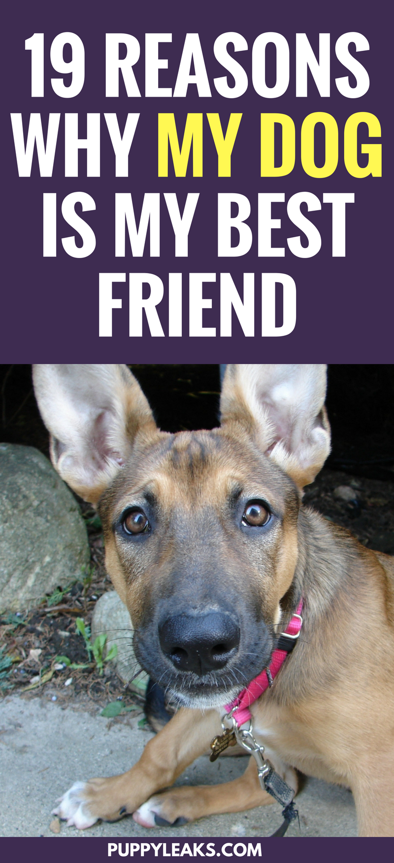 19 raisons pour lesquelles mon chien est mon meilleur ami