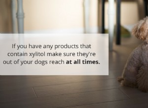 Xilitol:o adoçante artificial que pode ser fatal para cães