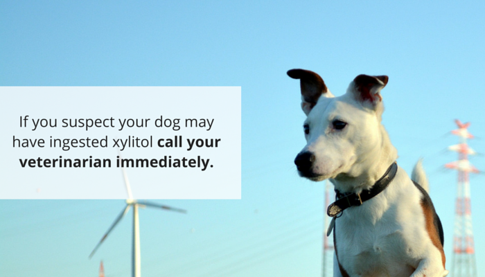 Xylitol :l édulcorant artificiel qui peut être mortel pour les chiens