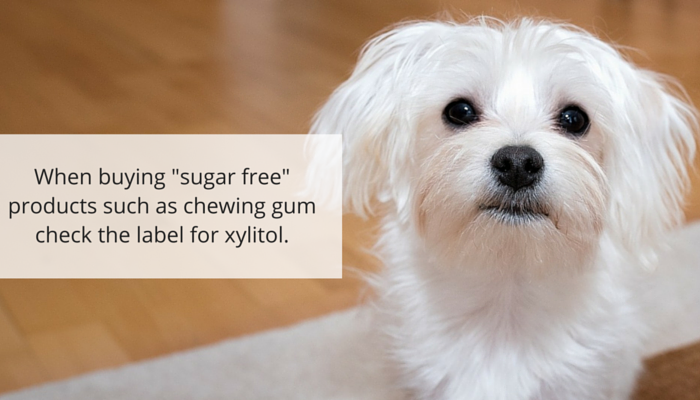 Xilitolo:il dolcificante artificiale che può essere fatale per i cani