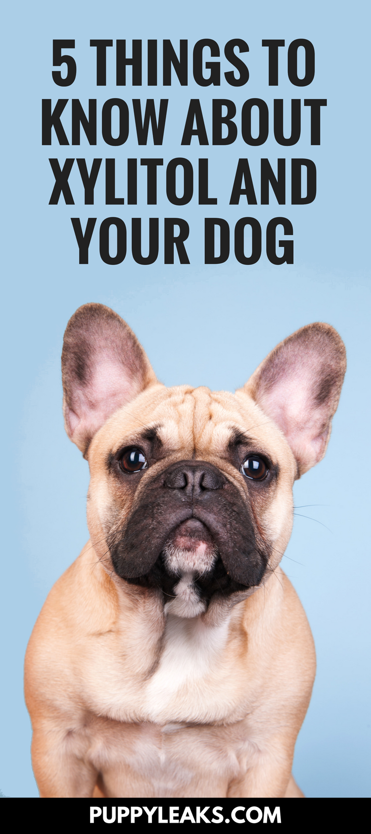 Xylitol:Det konstgjorda sötningsmedlet som kan vara dödligt för hundar